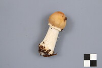 Cortinarius caperatus image